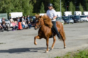 Bodens Hästfest 2014. Islandshästens gångarter.