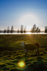 Kor med vacker utsikt i Sunderbyn.