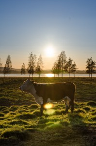 Kor med vacker utsikt i Sunderbyn.