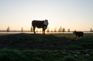 Kor med vacker utsikt i Sunderbyn.  Ser helt klart ut  som ledaren!