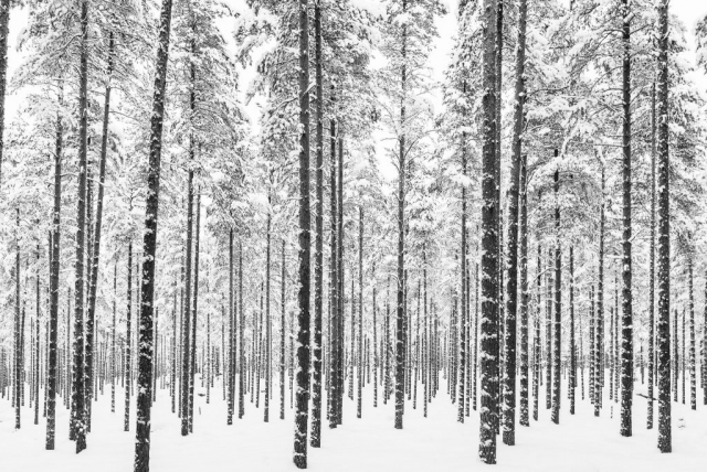 Svartvit skog. Man ser ju inte skogen för alla träd, och snö.
