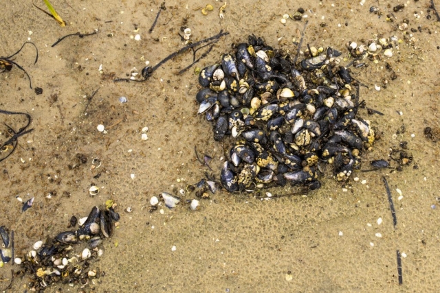 Musslor och snäcksal på stranden utanför stugan i Granborg.