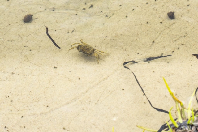En liten krabba kröp omkring på botten. Ett kul litet inslag som höjde stämningen rejält under promenaden!